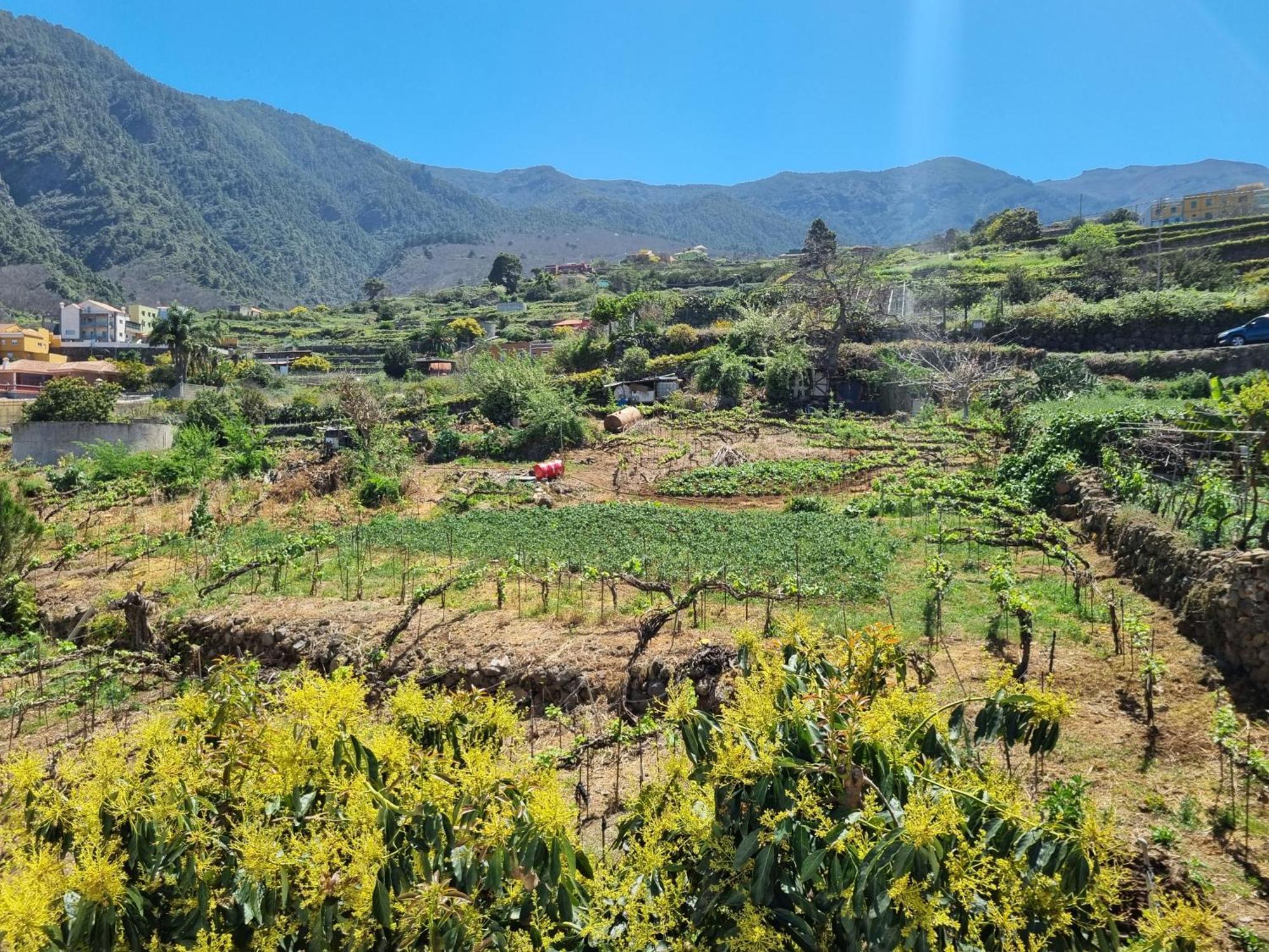 Vivienda Vacacional Ca Na Paula La Orotava Exteriör bild
